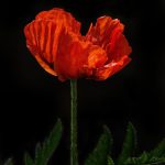 Poppy Remembrance Day Lest We Forget WWI