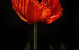 Poppy Remembrance Day Lest We Forget WWI