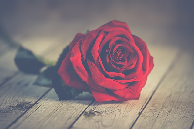 52 Ancestors in 52 Weeks Week 7 Valentine Rose