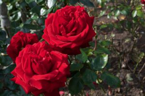 Roses at Wightwick Manor 52 Ancestors in 52 Weeks Thankful