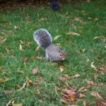 Squirrel Hyde Park 52 Ancestors in 52 Weeks Thankful