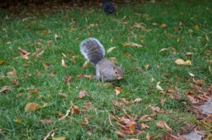 Squirrel Hyde Park 52 Ancestors in 52 Weeks Thankful